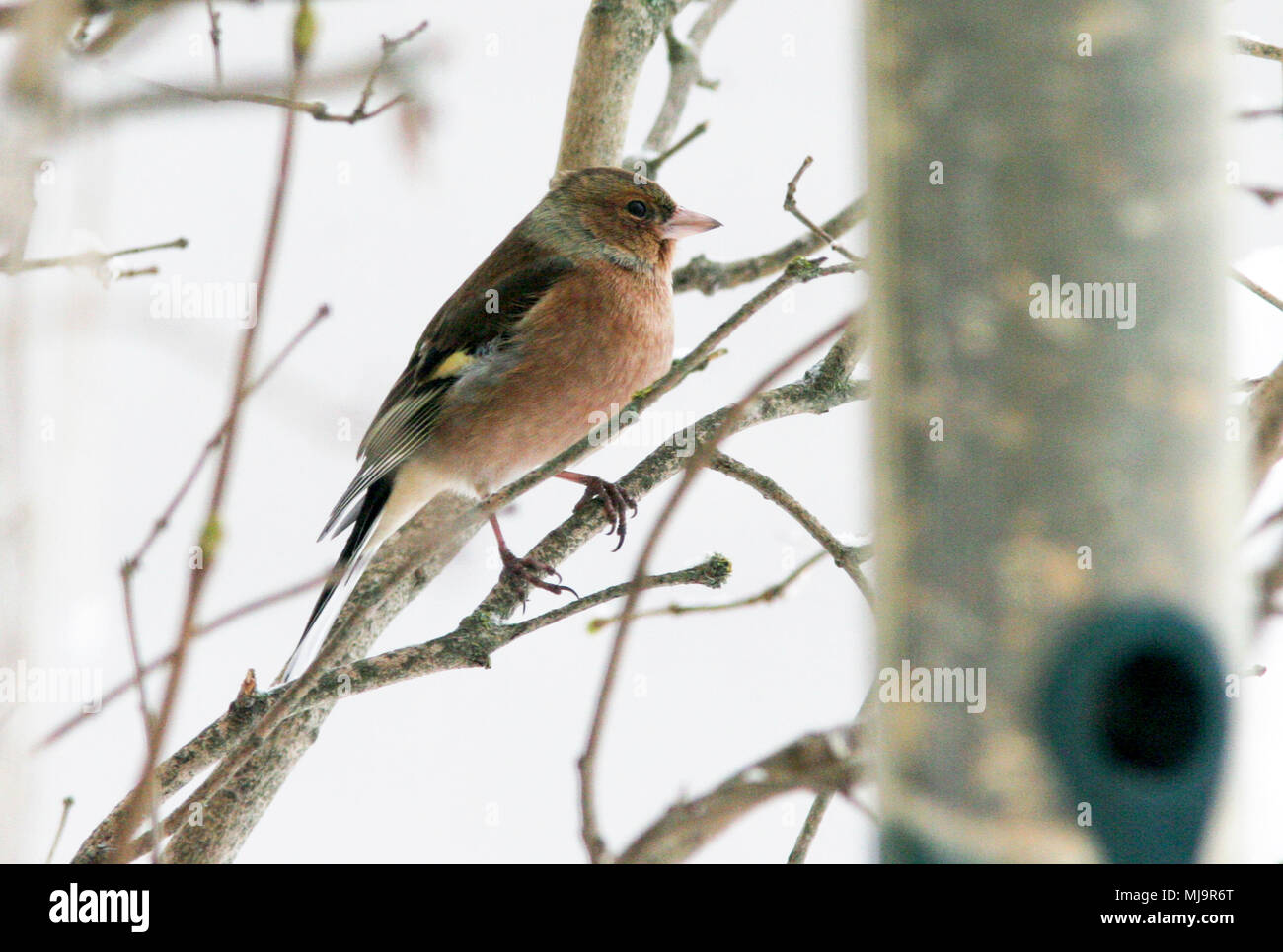 Fringuello comune 2013 Foto Stock