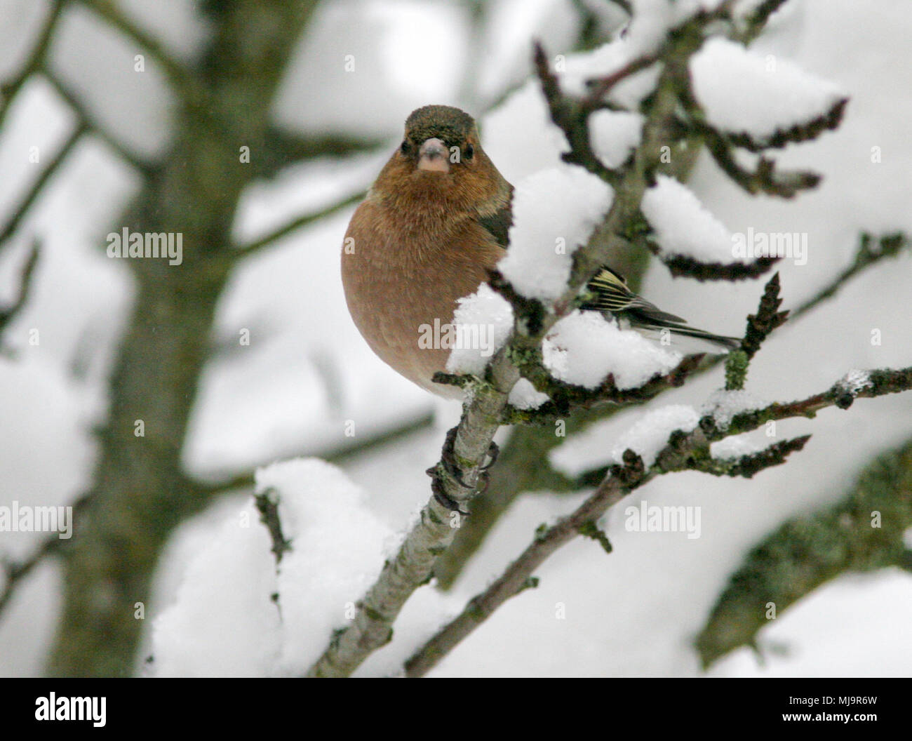 Fringuello comune 2013 Foto Stock