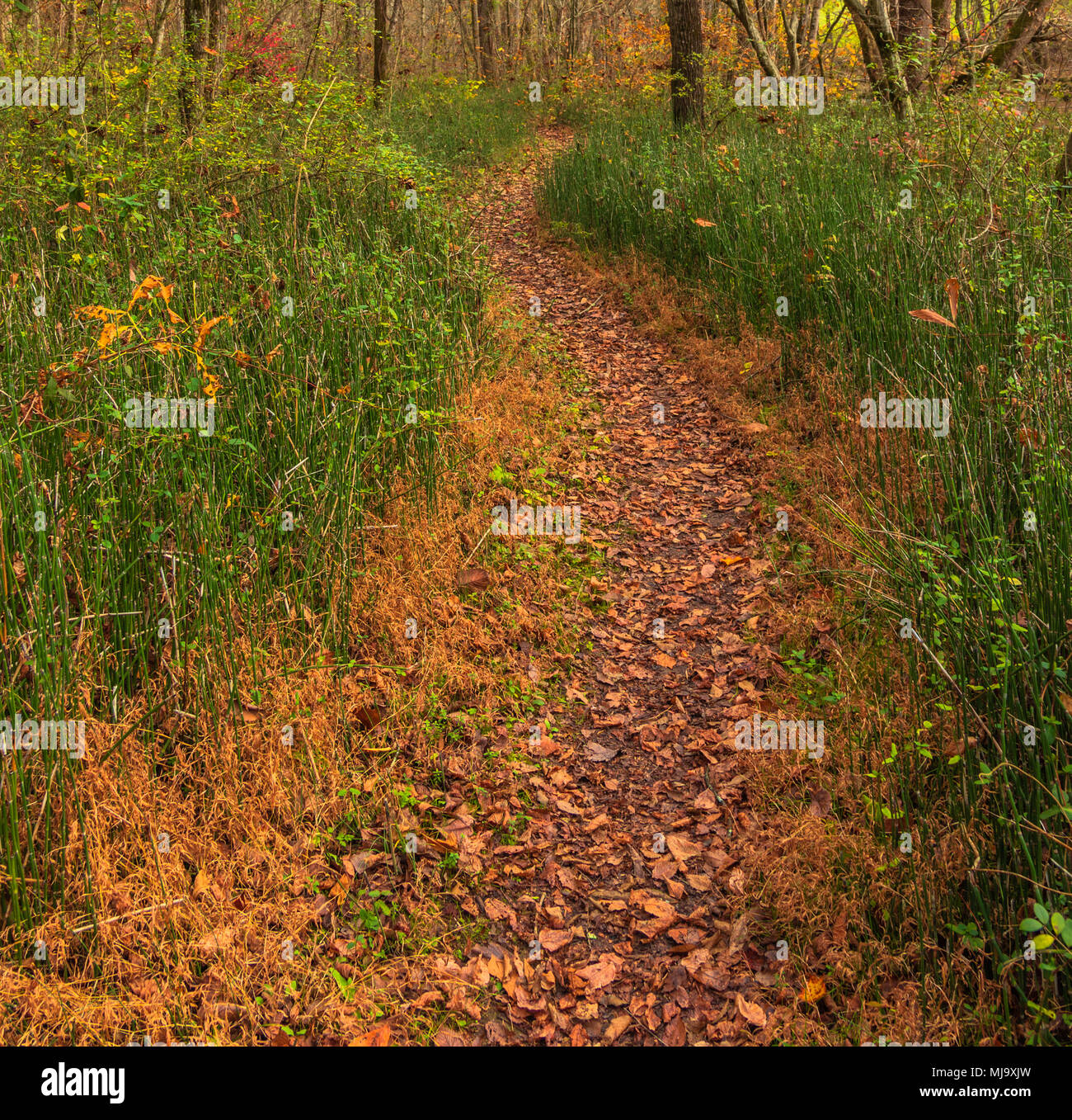 Nuovo, basso, degli Appalachi meridionali di canna di fiume confinante con una verdeggiante autunno percorso attraverso i boschi. Foto Stock