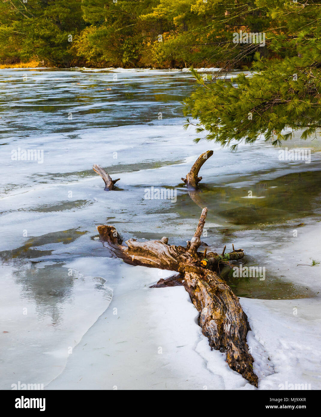 Colorate, decadendo tree in posa parzialmente congelati lago, con sfondo verde. Foto Stock