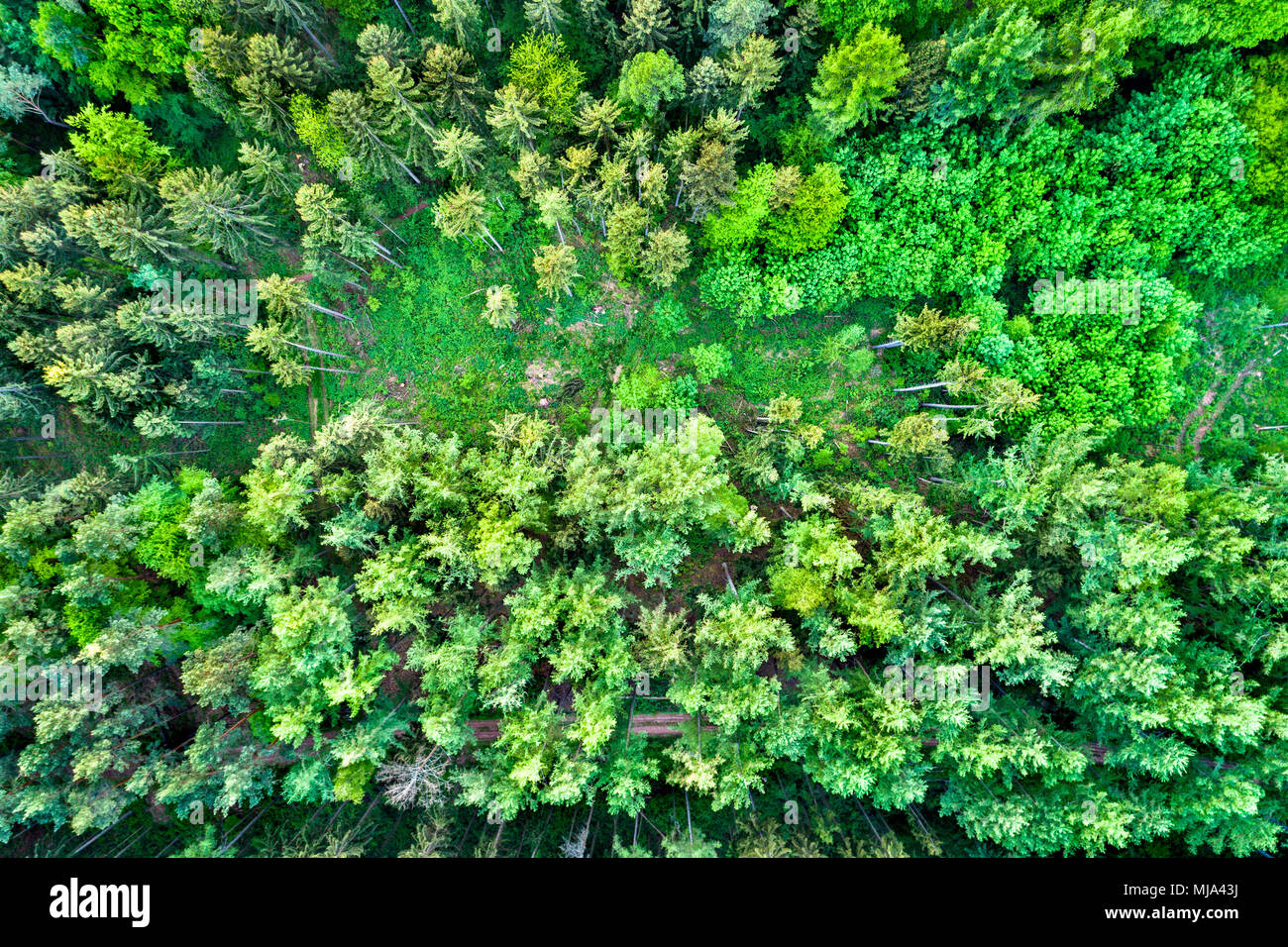 Vista aerea di alberi in Northen montagne Vosges, Francia Foto Stock