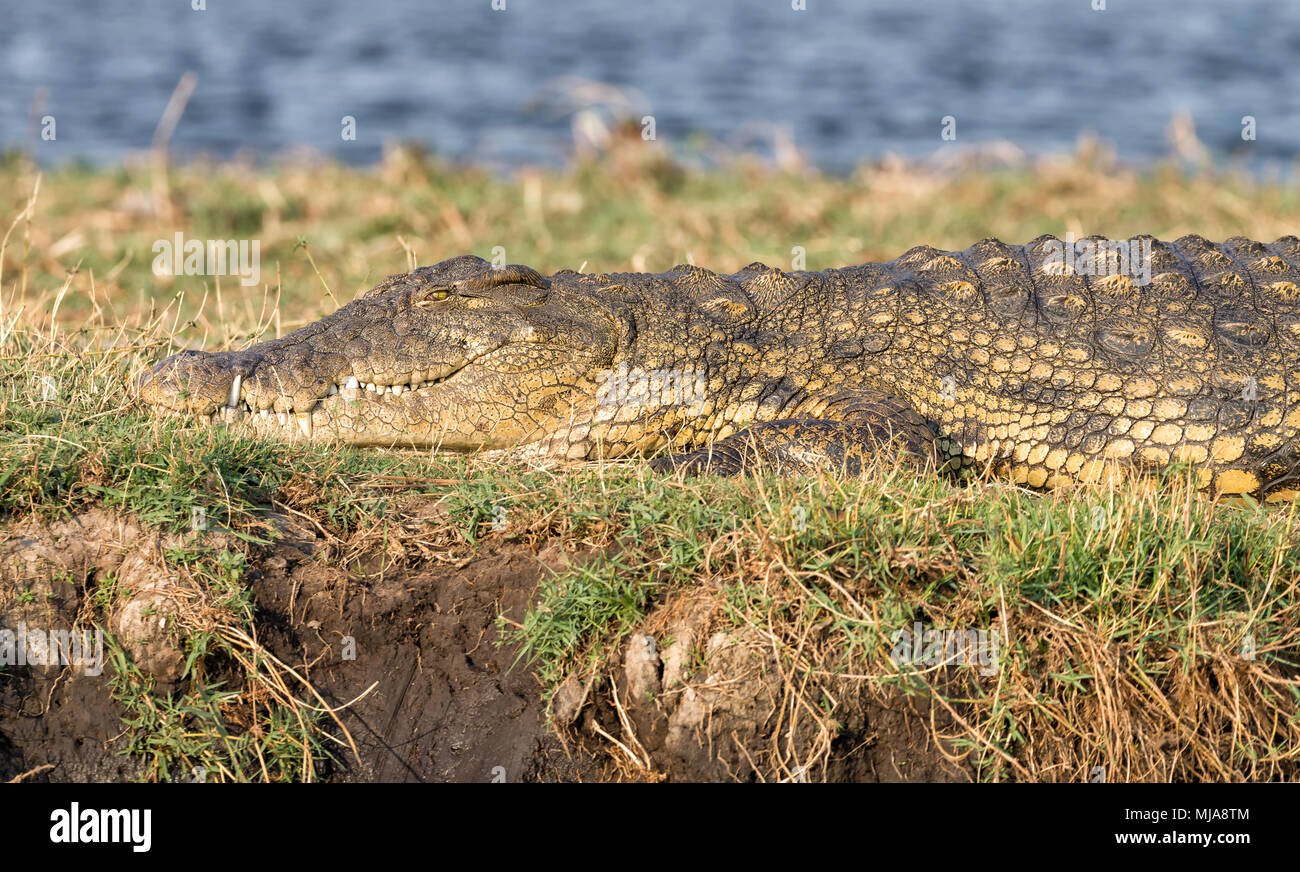 Coccodrillo del Nilo (Crocodylus niloticus) crogiolarsi al sole sulla riva del fiume Chobe tra Botswana e Namibia Foto Stock