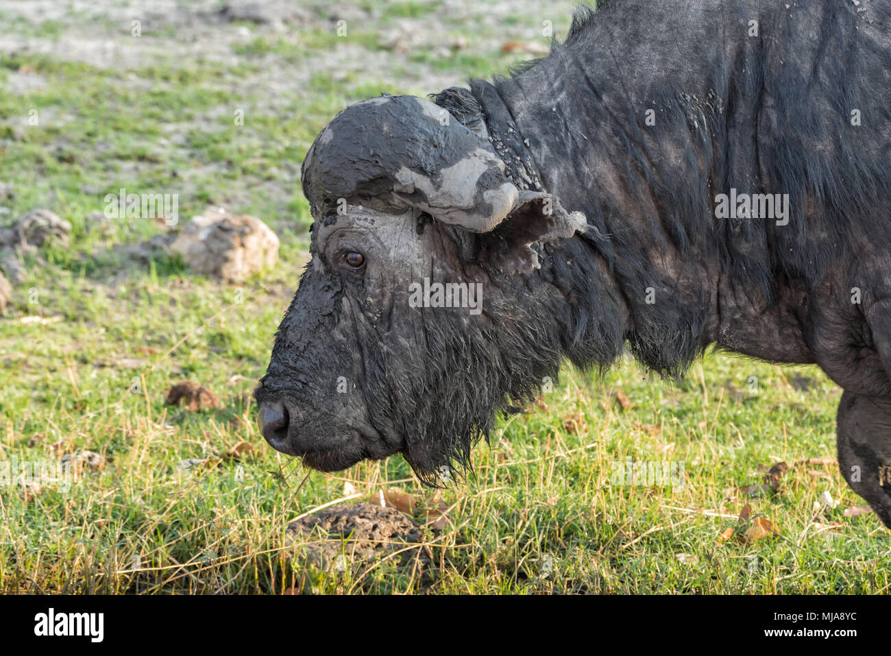 Old Cape buffalo (Syncerus caffer) con un corno rotto coperto di fango lambisce sulla banca del fiume Chobe nel Chobe National Park, il Botswana. Foto Stock