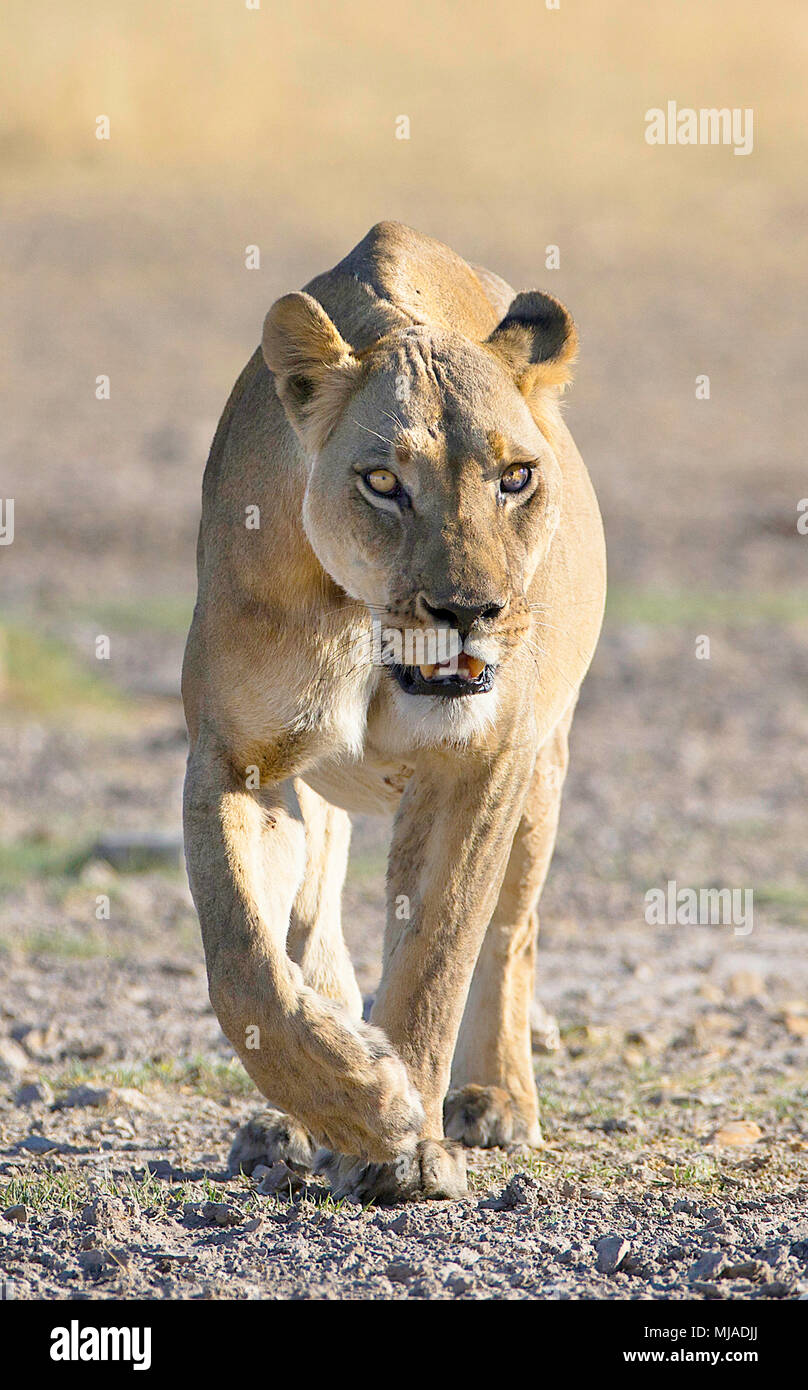 Ritratto di leonessa a camminare verso la telecamera in inizio di mattina di luce, Piper dolore , Central Kalahari Game Reserve , Botswana Foto Stock