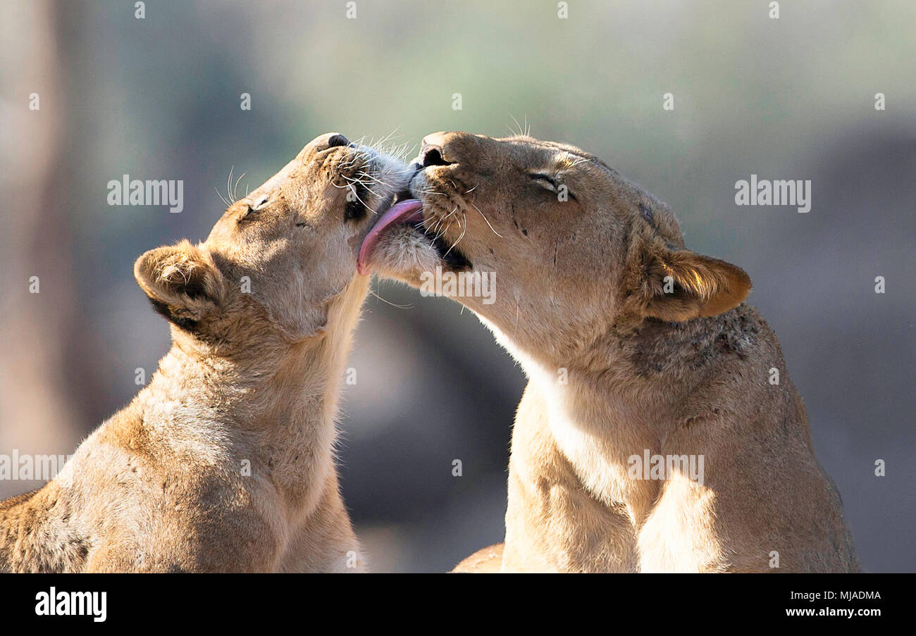 Leonessa (Panthera leo) toelettatura cub, Parco Nazionale di Mana Pools, Zimbabwe Foto Stock