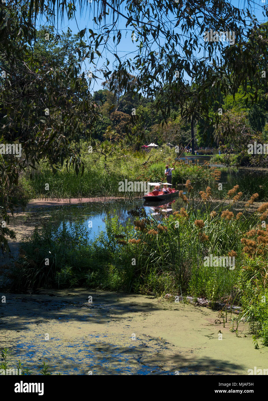 Punting sul lago ornamentale, Royal Botanic Gardens Victoria, Melbourne, Victoria, Australia Foto Stock