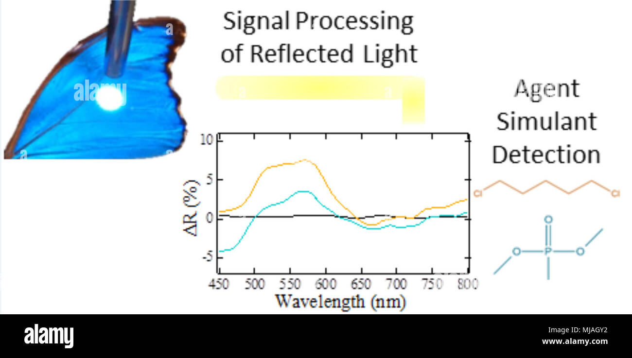 Immagine fittizia che illustra come la luce riflessa dall'ala di farfalla bilancia i risultati in dati univoci quando in presenza di vapori di diversi. Dati sperimentali è mostrato per dichloropentane (arancione), un gas mostarda simulante e metilfosfonato di dimetile (blu), un sarin simulante Foto Stock