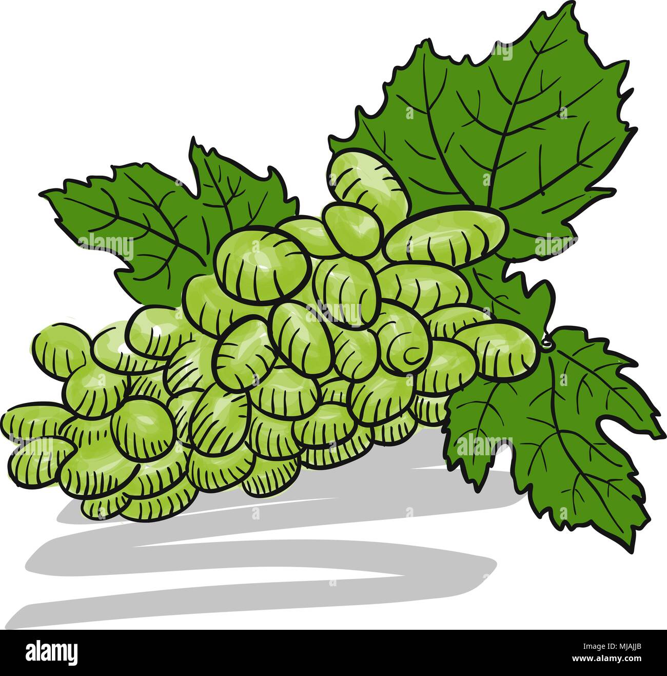 Colore verde abbozzato Grappolo di uva, disegnati a mano oggetti grafici vettoriali Illustrazione Vettoriale