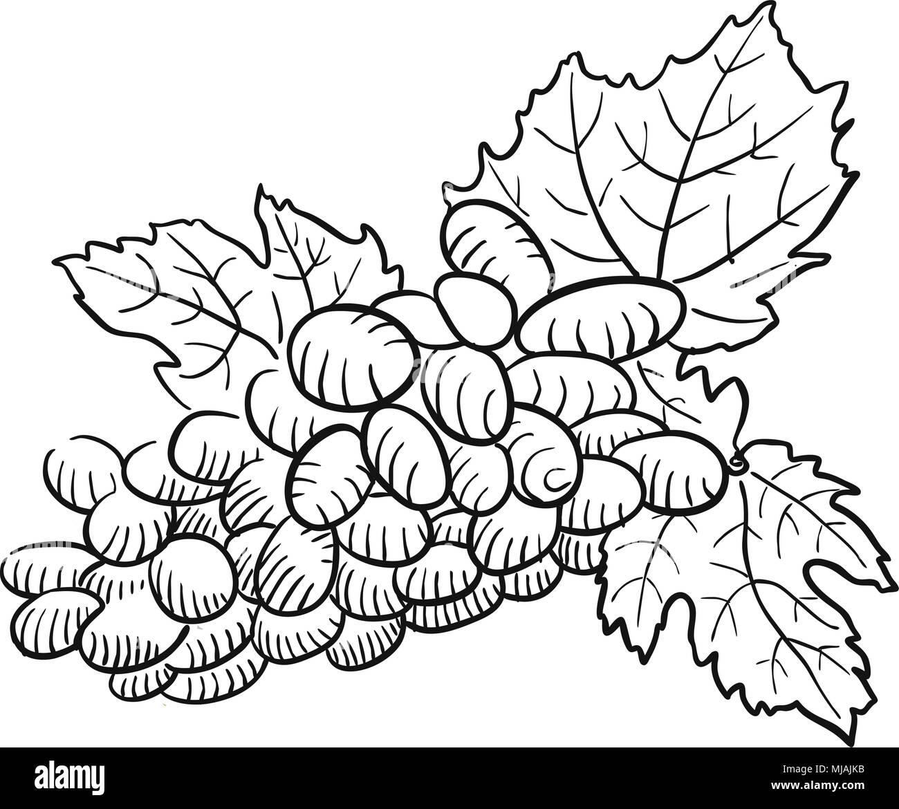 Abbozzate uva con foglie e in bianco e nero, disegnati a mano oggetti grafici vettoriali Illustrazione Vettoriale