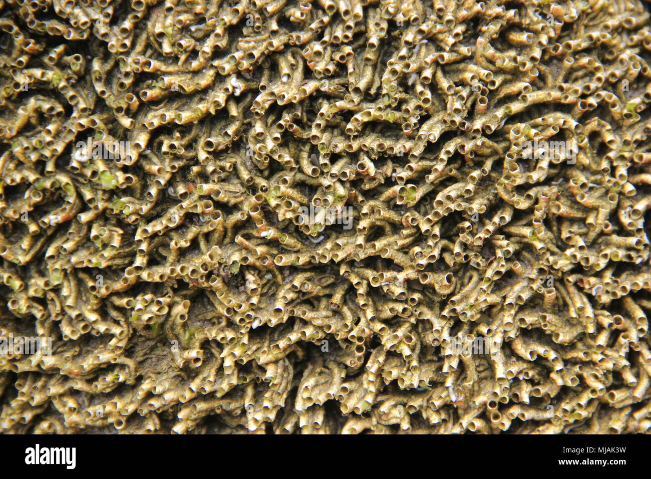 Modelli di roccia su North Stradbroke Island Foto Stock