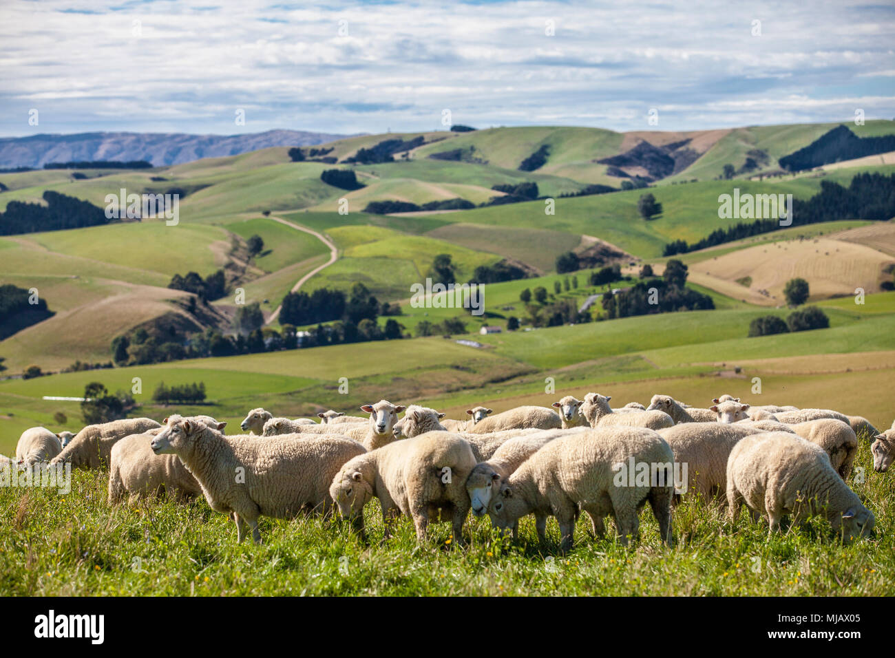 Mandria di pecora Merino nell'ampio paesaggio di New Zealands Noth Island Foto Stock