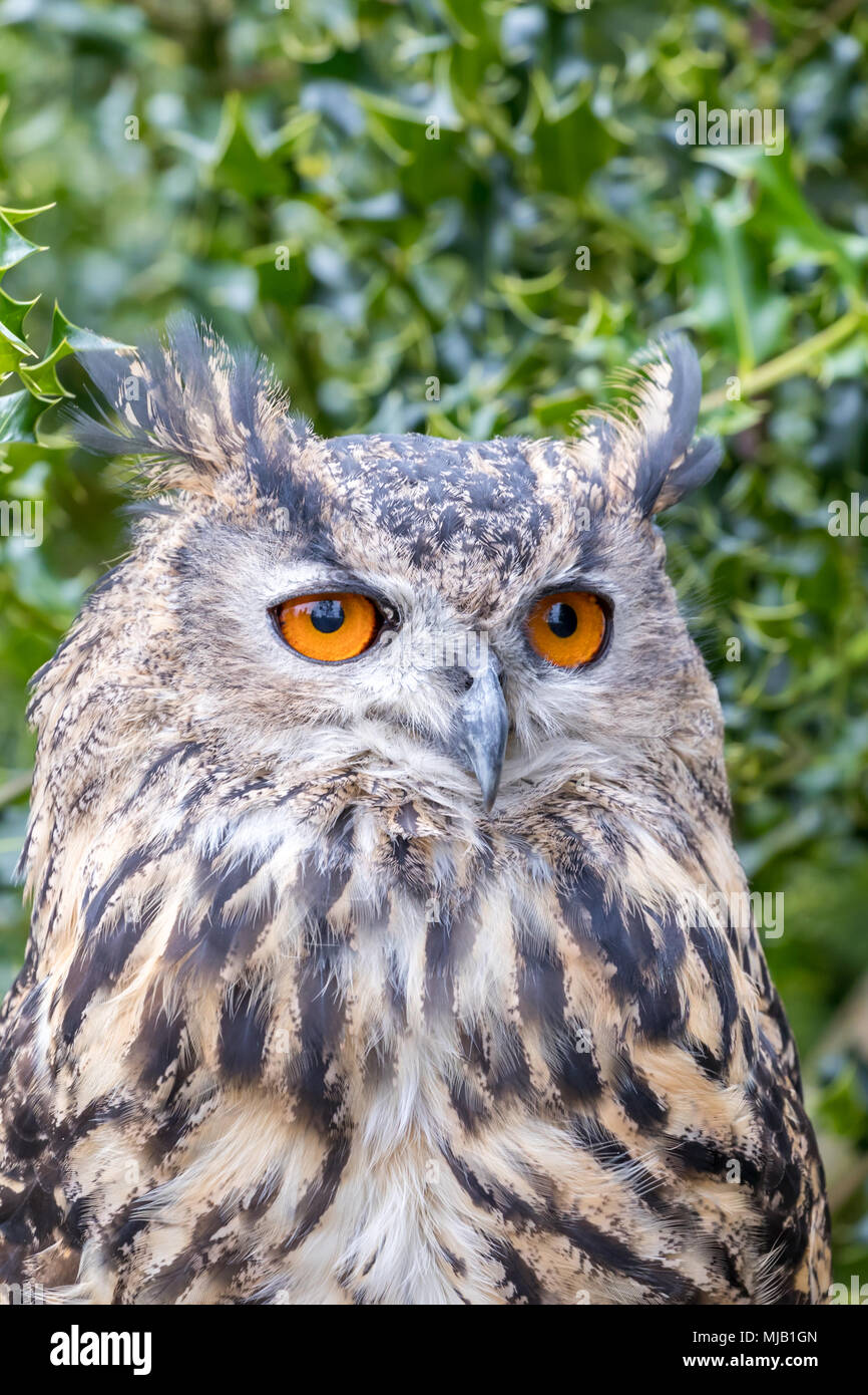 Il gufo reale (Bubo bubo) è chiamato anche il Parlamento il gufo reale o solo il gufo reale in Europa Foto Stock