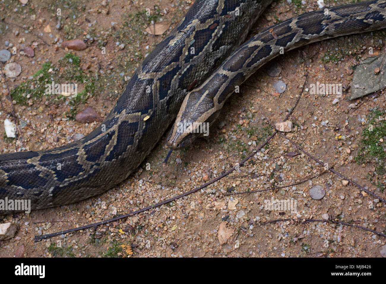 Un serpente a terra Foto Stock