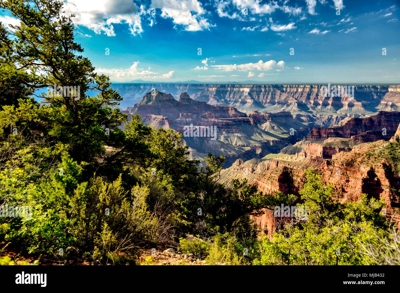 Guardando dal North Rim del Grand Canyon verso il lato sud, verdi alberi, profondi canyon sotto un cielo azzurro con soffici nuvole. Foto Stock