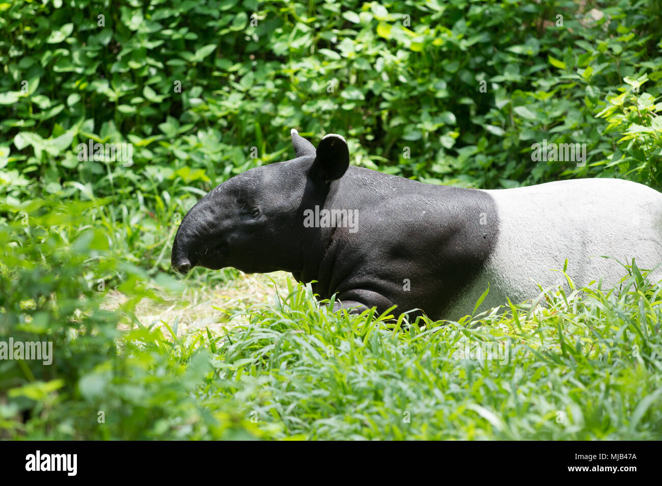 Il tapiro nella foresta Foto Stock