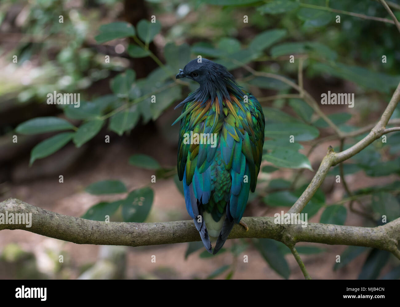 Un colorato uccello sul ramo di albero Foto Stock