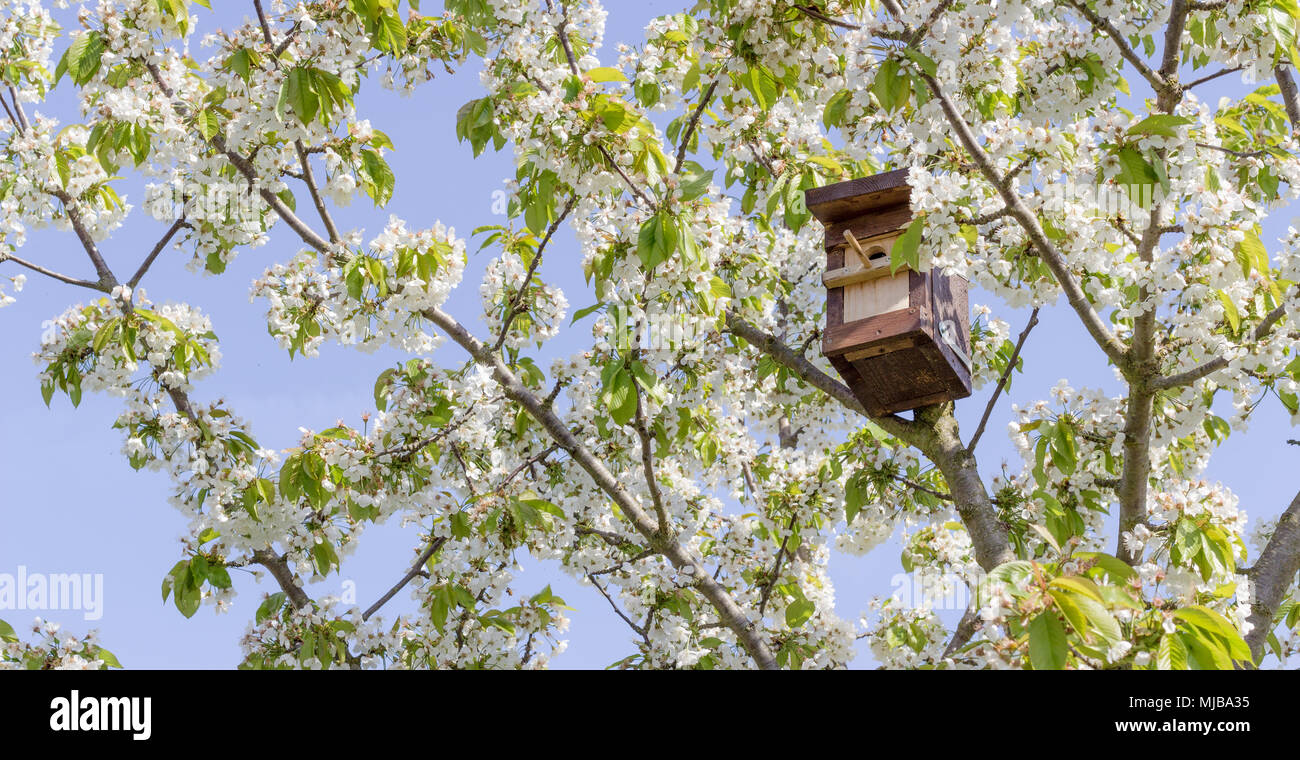 Fioritura ciliegio con un birdhouse davanti a un cielo blu Foto Stock