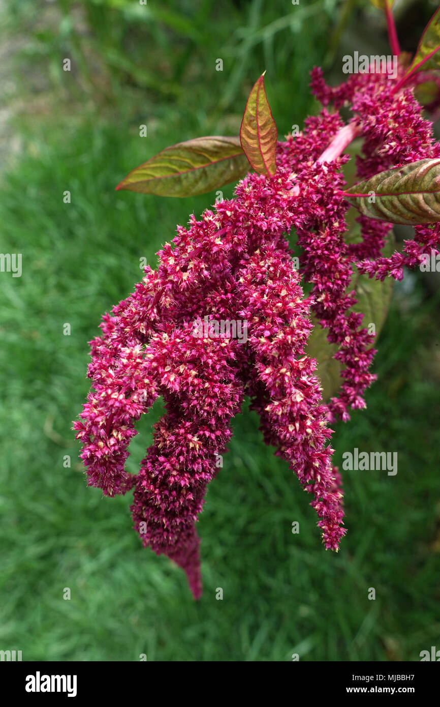 Amaranthus tricolore di semi o noto come Amaranto Rosso Foto Stock