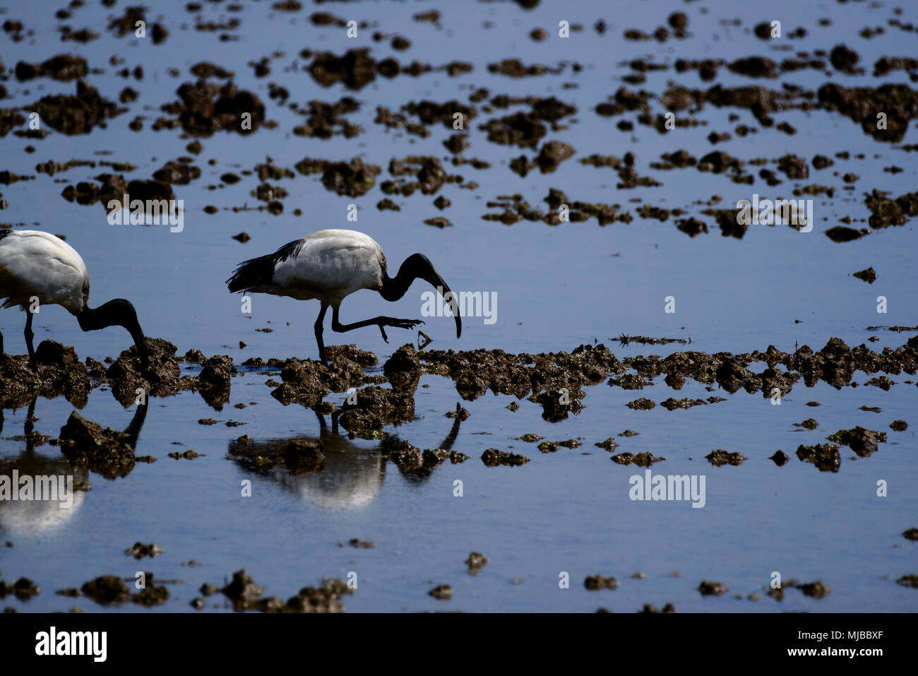 Ibis in cerca di cibo in un campo di risone Foto Stock