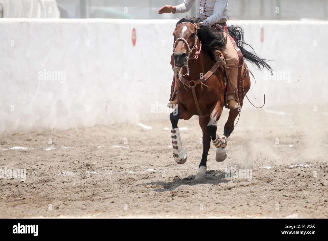 Un messicano charro riding veloce il suo cavallo nella sporcizia Foto Stock