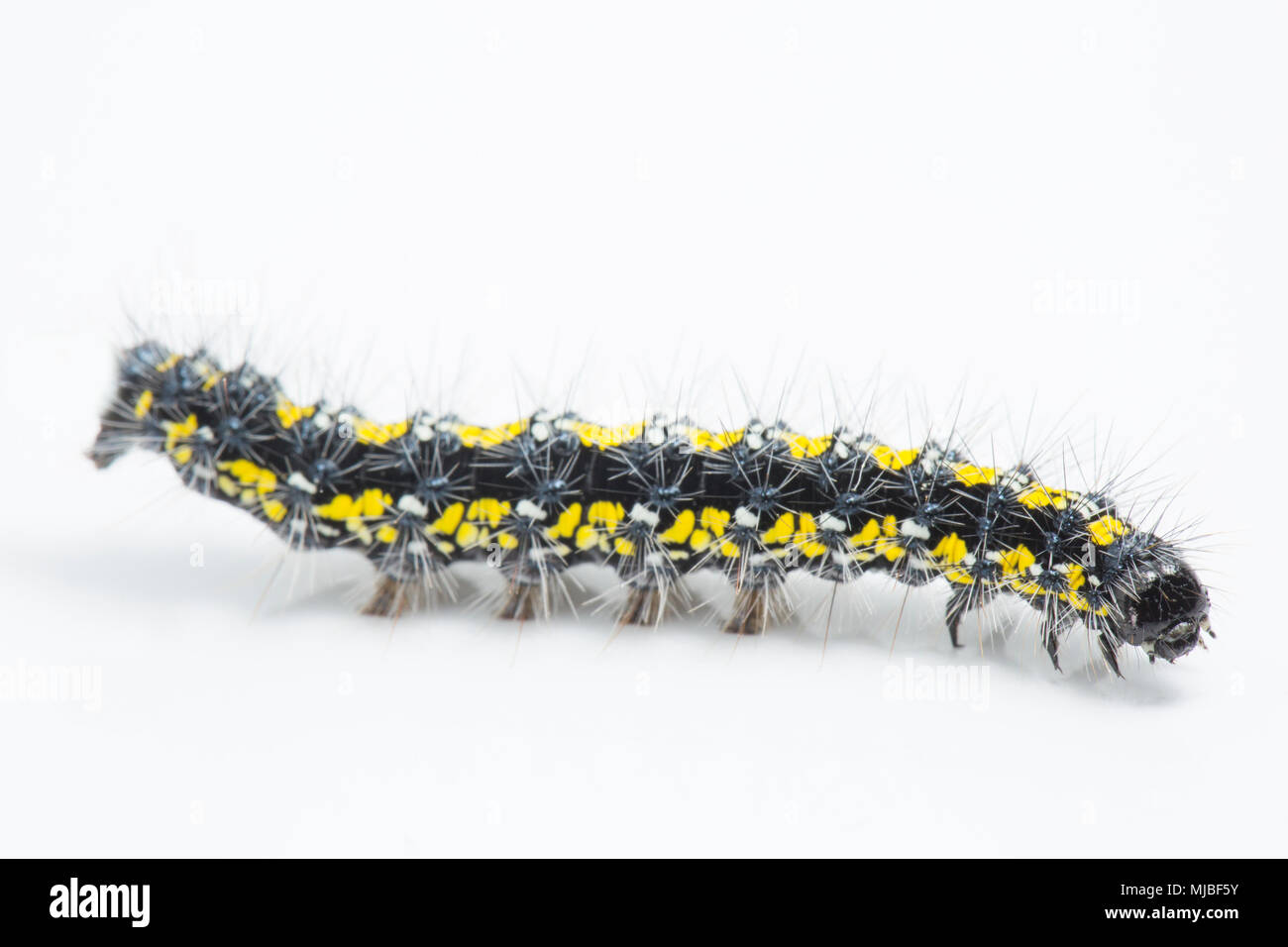 Scarlet tiger moth caterpillar, Callimorpha dominula, trovata su alimentazione comfrey, consolida, dal lato della strada di un paese nel nord del Dorset en Foto Stock