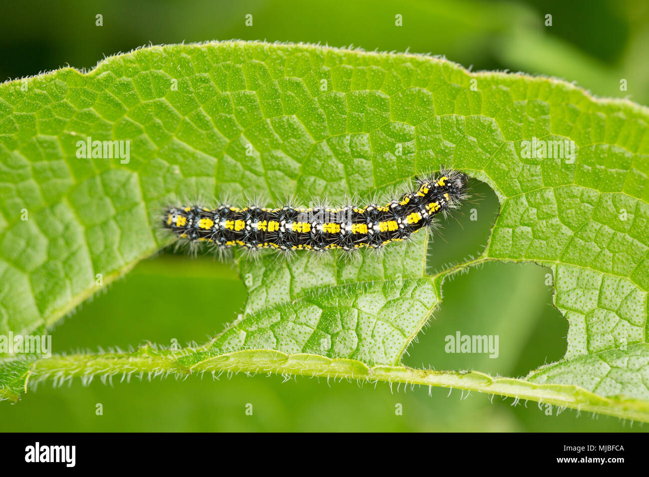 Scarlet tiger moth caterpillar, Callimorpha dominula, trovato l'alimentazione su una foglia comfrey, consolida, dal lato della strada di un paese del nord fare Foto Stock