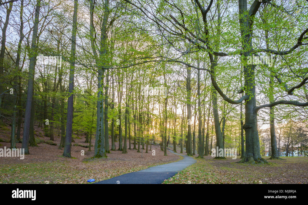 Regolazione del sole fa capolino attraverso il verde delle foglie nel bosco con un escursionismo via,a Göteborg, Svezia Foto Stock