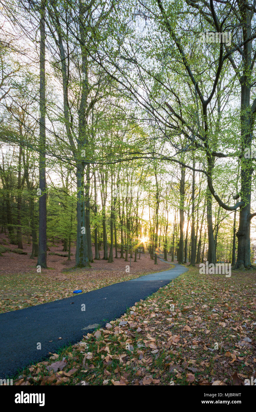 Regolazione del sole fa capolino attraverso il verde delle foglie nel bosco con un escursionismo via,a Göteborg, Svezia Foto Stock
