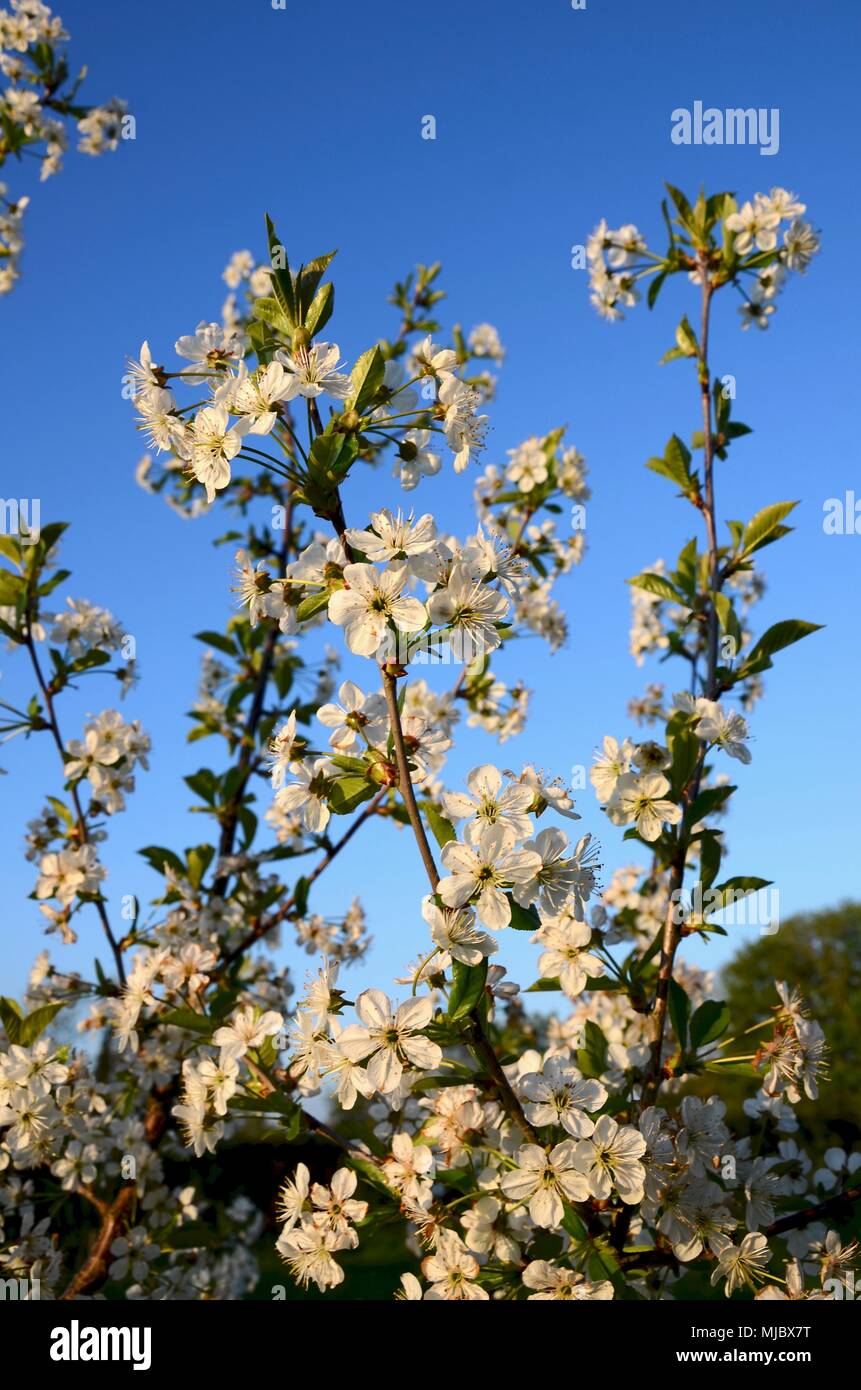 Prunus cerasus Morello la fioritura dei ciliegi in Primavera, Inghilterra, Regno Unito. Foto Stock