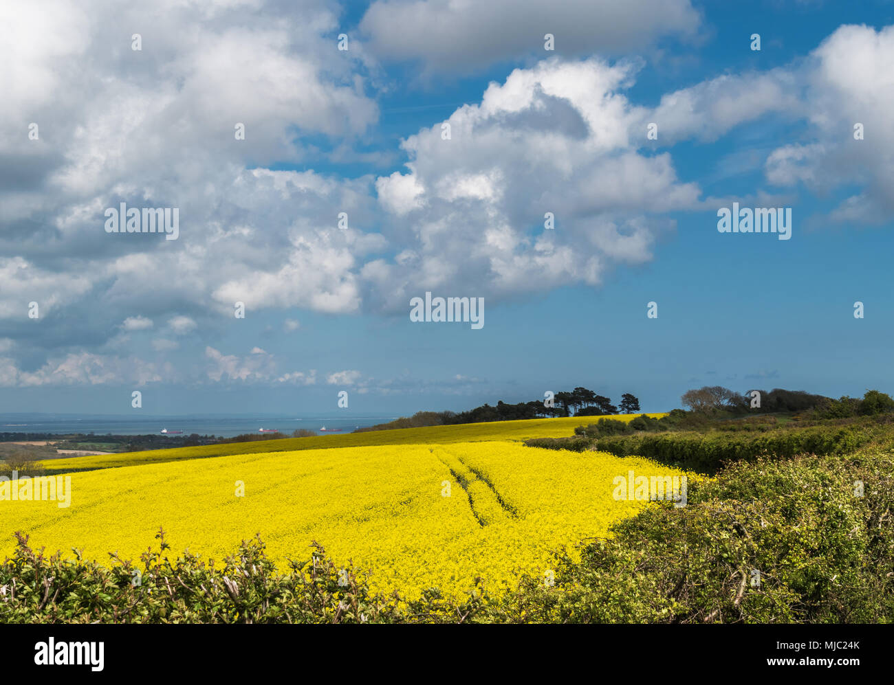 Semi di colza e di campi di canola Foto Stock