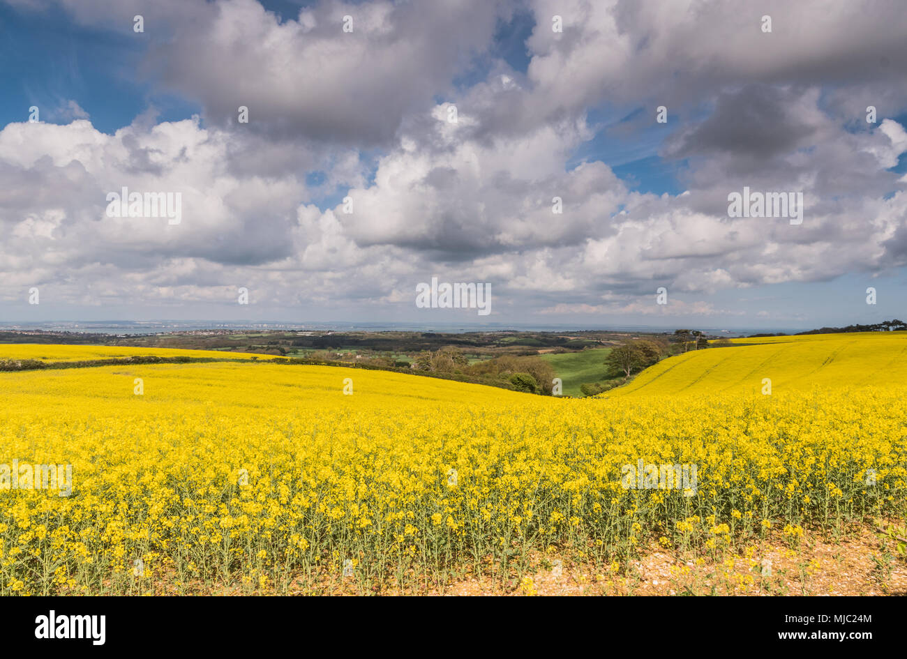 Semi di colza e di campi di canola Foto Stock