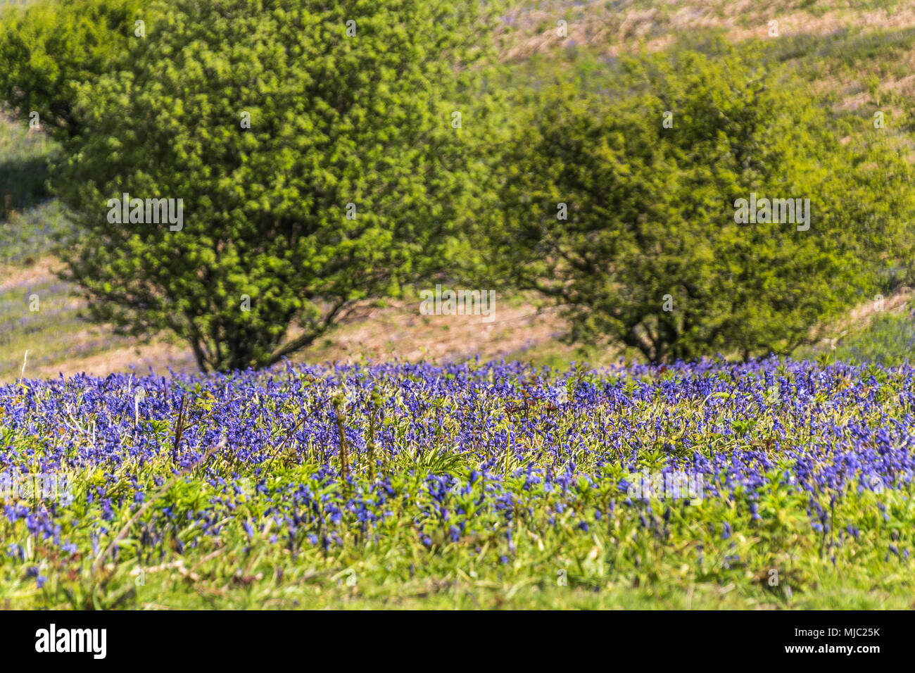 Bluebell colline Foto Stock