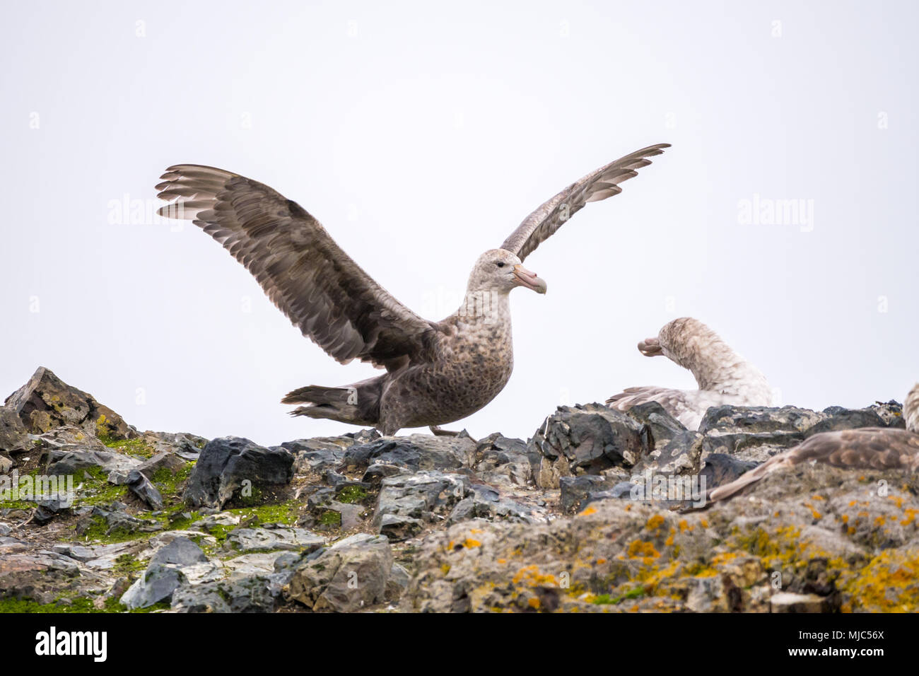 Il gigante del sud petrel, Macronectes giganteus, atterraggio sul nido di riproduttori di sesso femminile, Hannah Point, Livingston isola, a sud le isole Shetland, Antartide Foto Stock