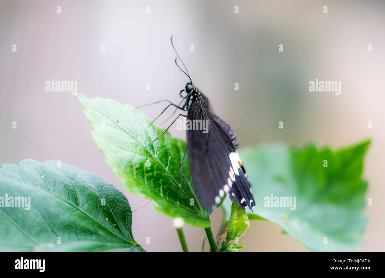 Soft focus butterfly vista laterale con la proboscide arricciata Foto Stock