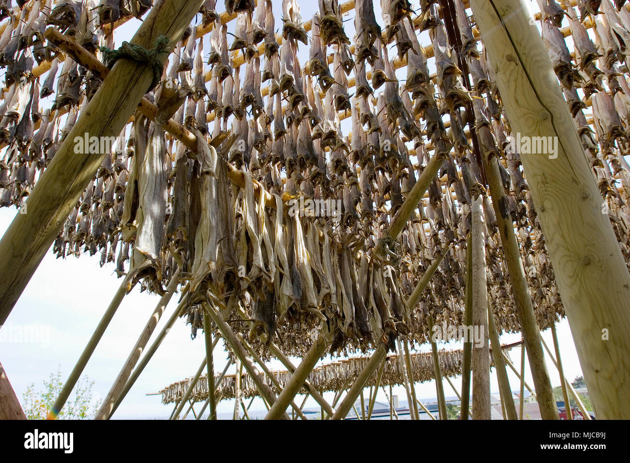 Trockenfischgestelle in den Lofoten Foto Stock