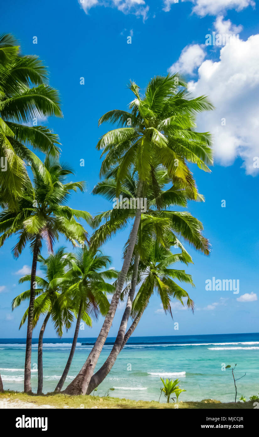 Sandnes bianca spiaggia con palme e il verde e il blu acqua su Cocos keeling Atoll, Australia, Oceano indiano Foto Stock