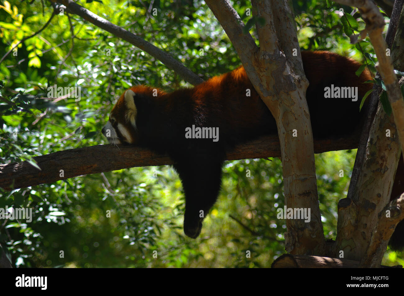 Panda rosso rilassante sul ramo. Questo panda è preso nel giardino zoologico. I panda rossi vivono nel sud-est asiatico e vivere in luoghi più alti. Foto Stock