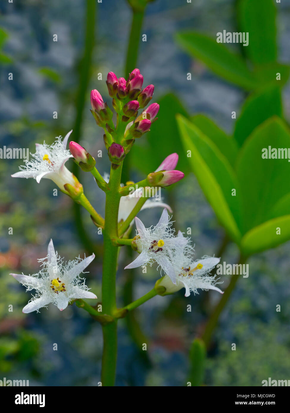 Bogbean Menyanthes trifoliata Foto Stock