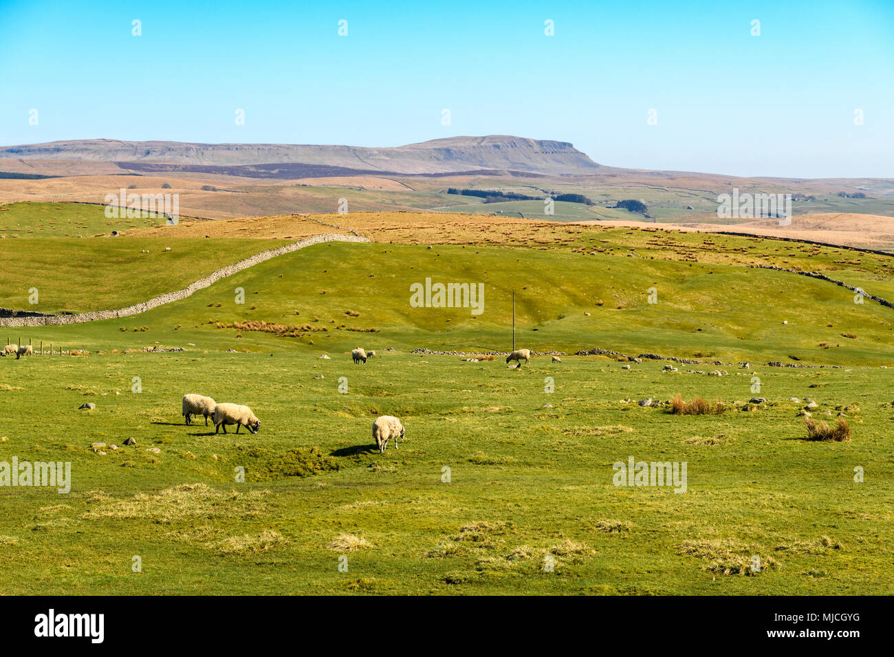 Una vista del paesaggio di Pen-y-Ghent acrossthe brughiera di Langstrothdale nel Yorkshire Dales National Park, il Yorkshire, Inghilterra. 19 Aprile 2018 Foto Stock