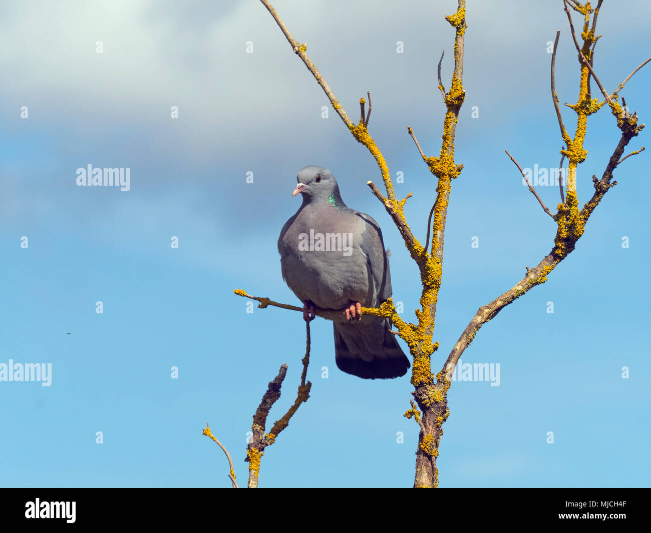 Magazzino Colomba Columba oenas in sambuco bush Foto Stock