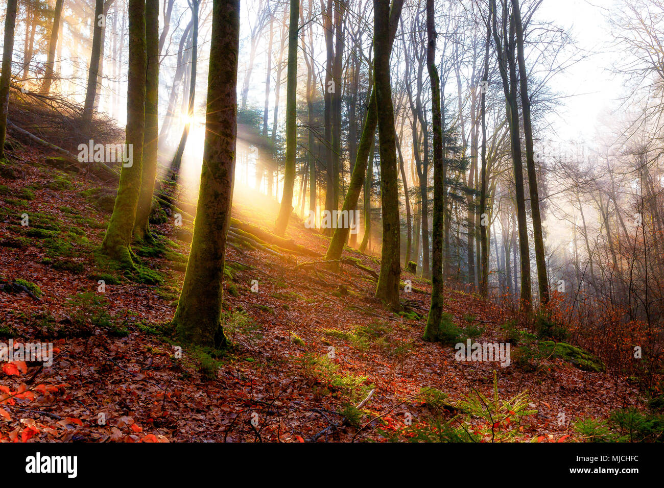 Inverno mattina nella valle Karlstal vicino Trippstadt Foto Stock