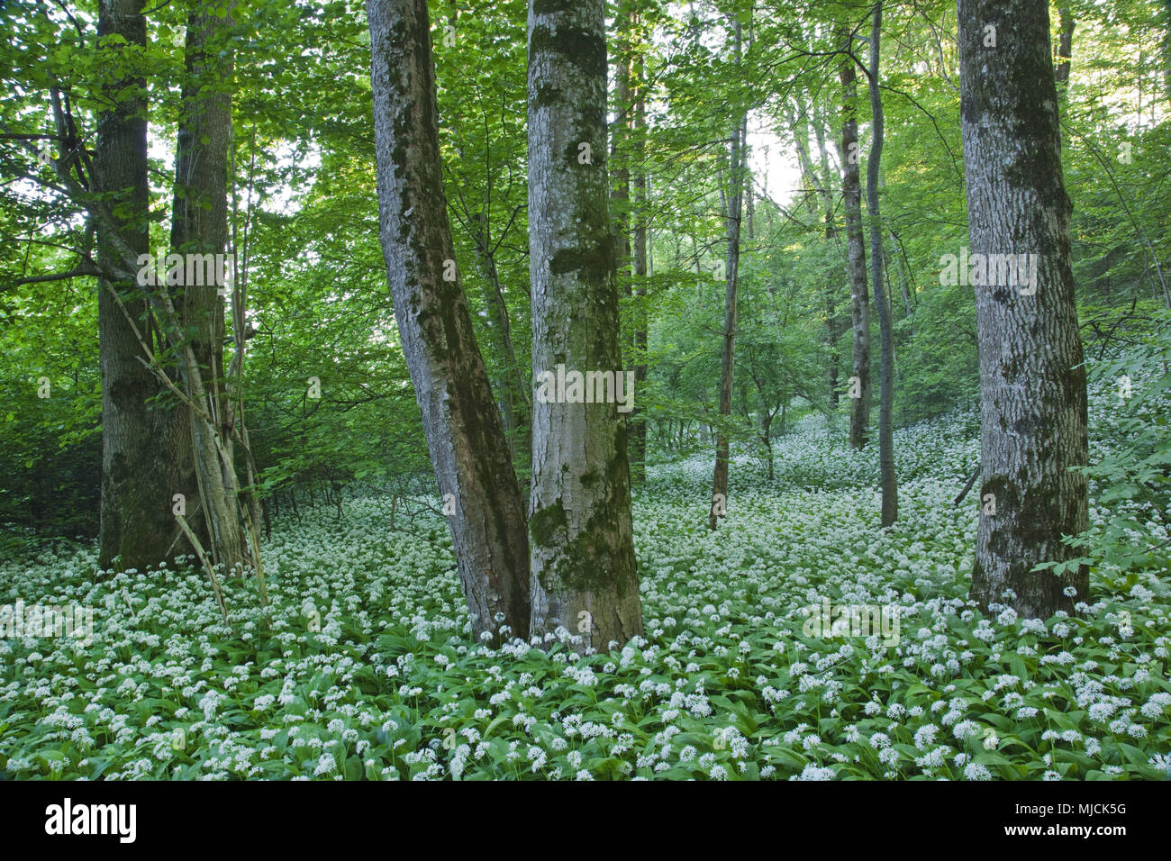 Fiore di Ramson, Bad Heilbrunn, Alta Baviera, Baviera, Germania, Foto Stock