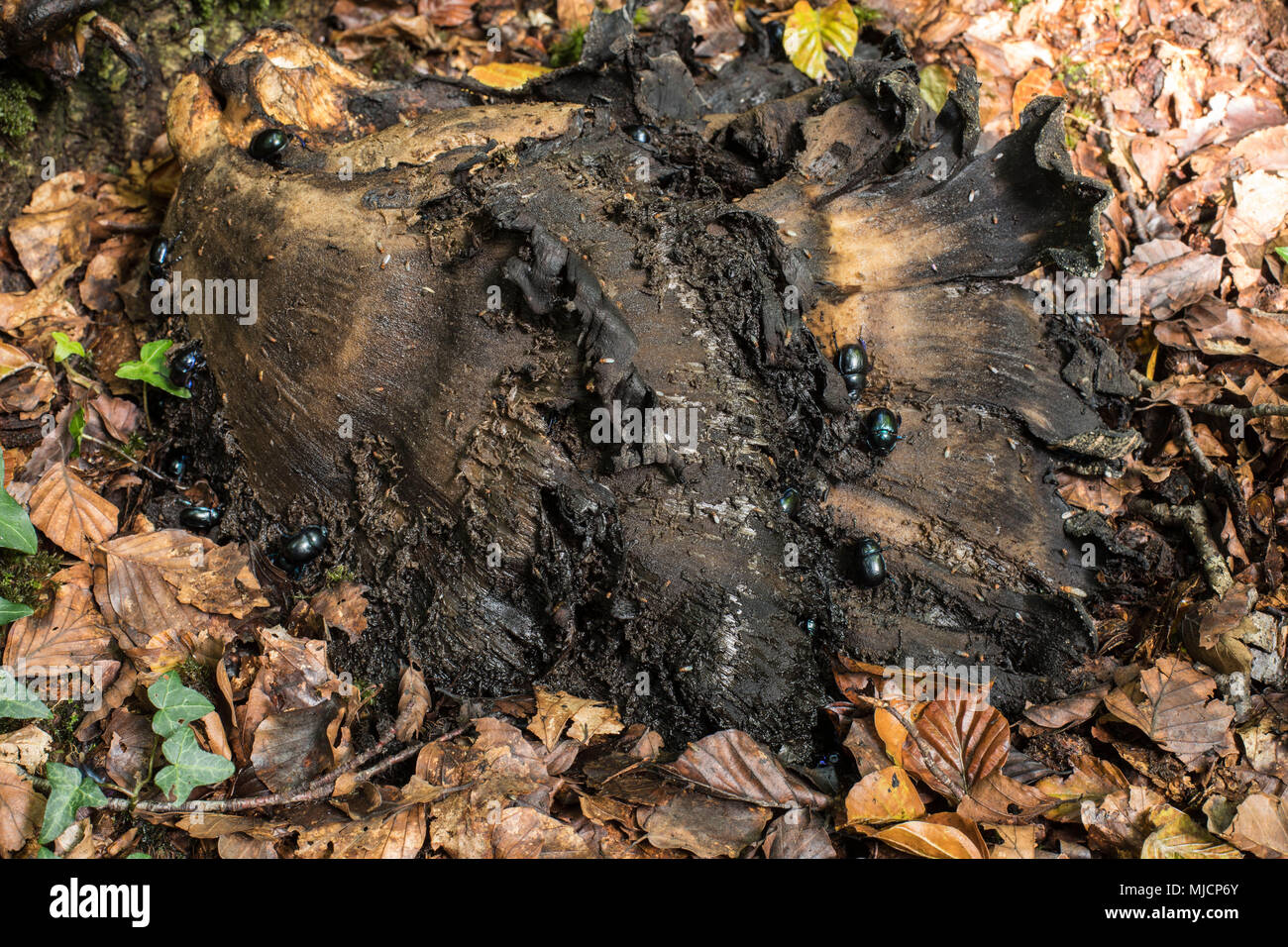 Forest dung beetle, Anoplotrupes stercorosus, sui morti polypore gigante Foto Stock