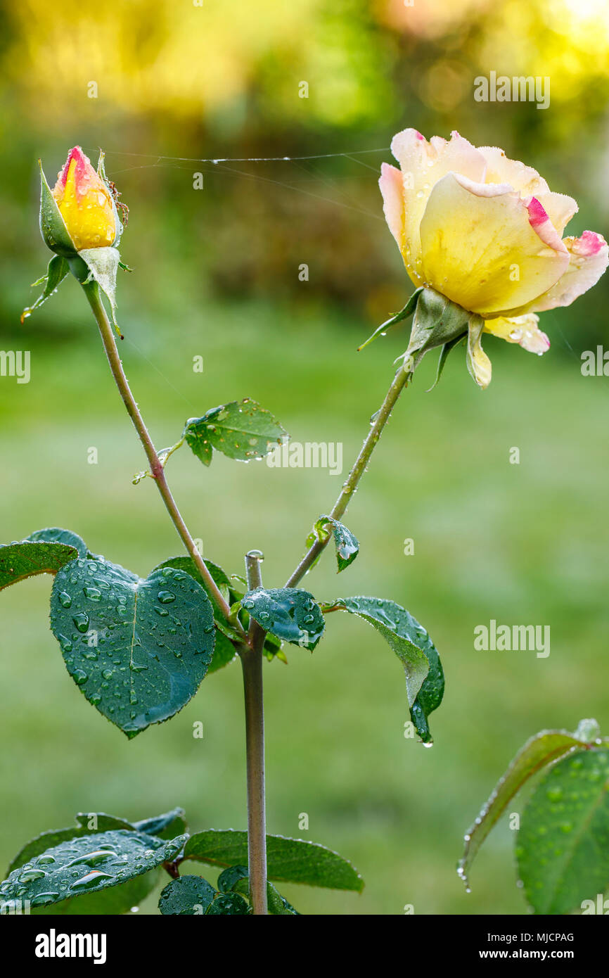 Le Rose in giardino, spiderweb, goccia d'acqua Foto Stock