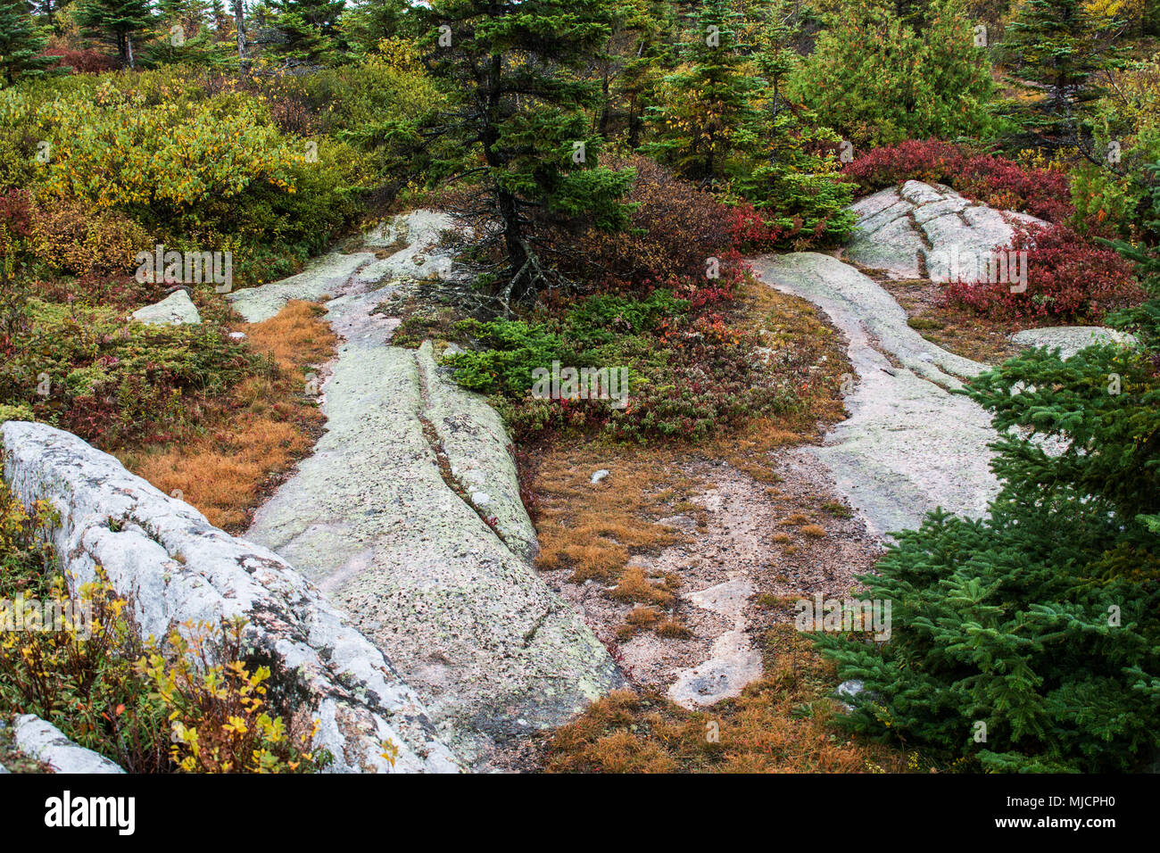 Rocce di granito nel Parco Nazionale di Acadia vicino a Bar Harbor negli Stati Uniti Foto Stock