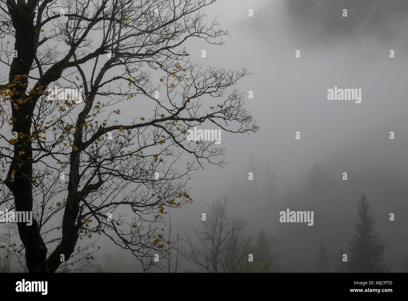 Bald harewood nella nebbia di fronte ombroso bosco di montagna, Alta Baviera Foto Stock