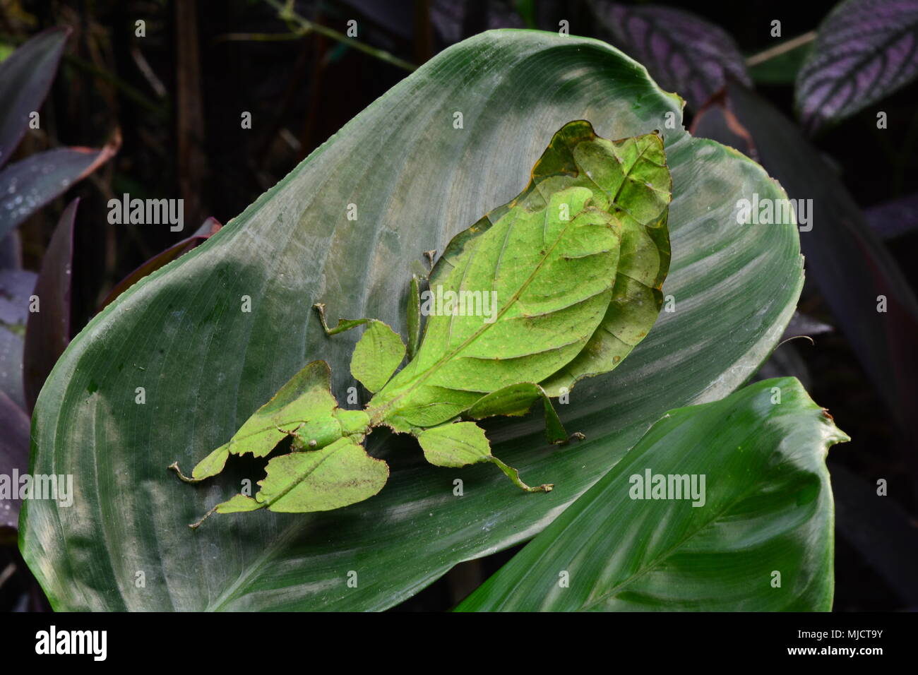 Giganteschi insetti foglia si siede su una foglia di pianta nei giardini. Foto Stock