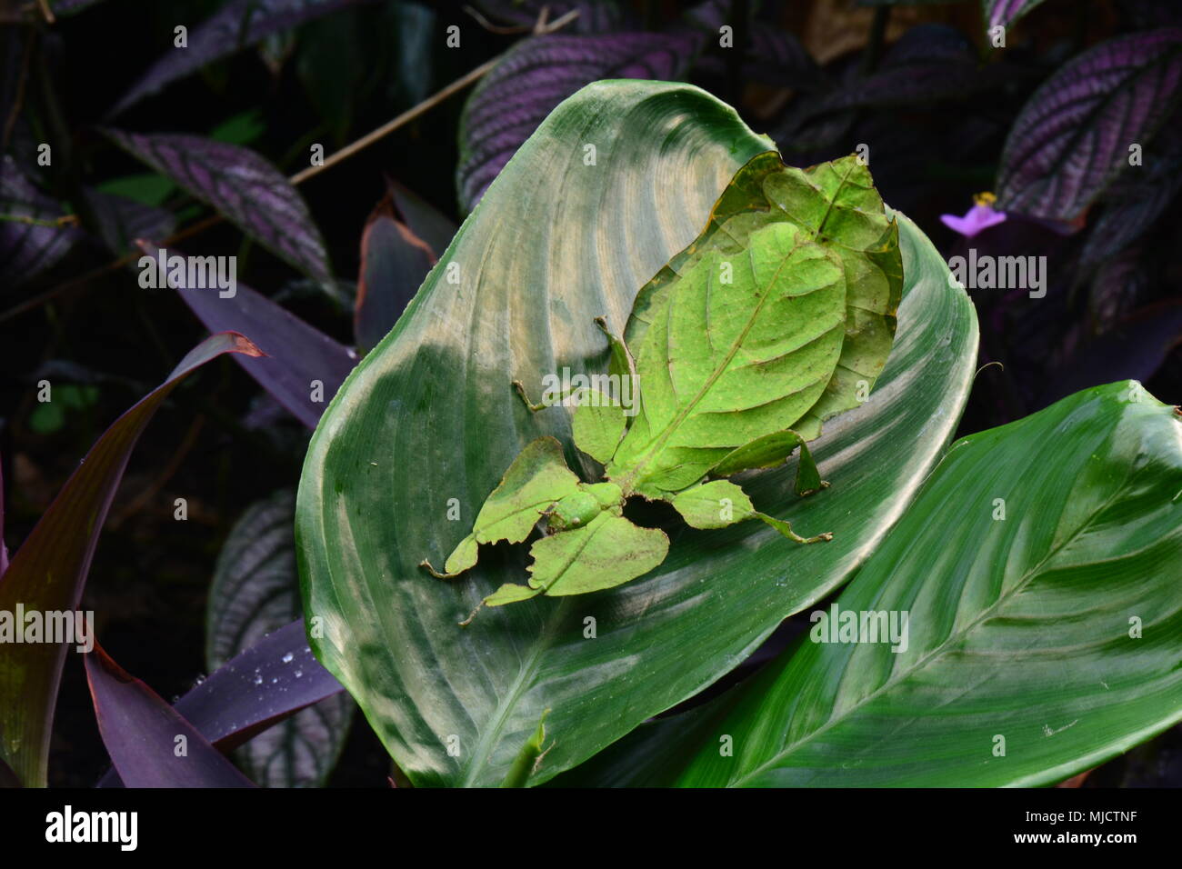 Giganteschi insetti foglia si siede su una foglia di pianta nei giardini. Foto Stock