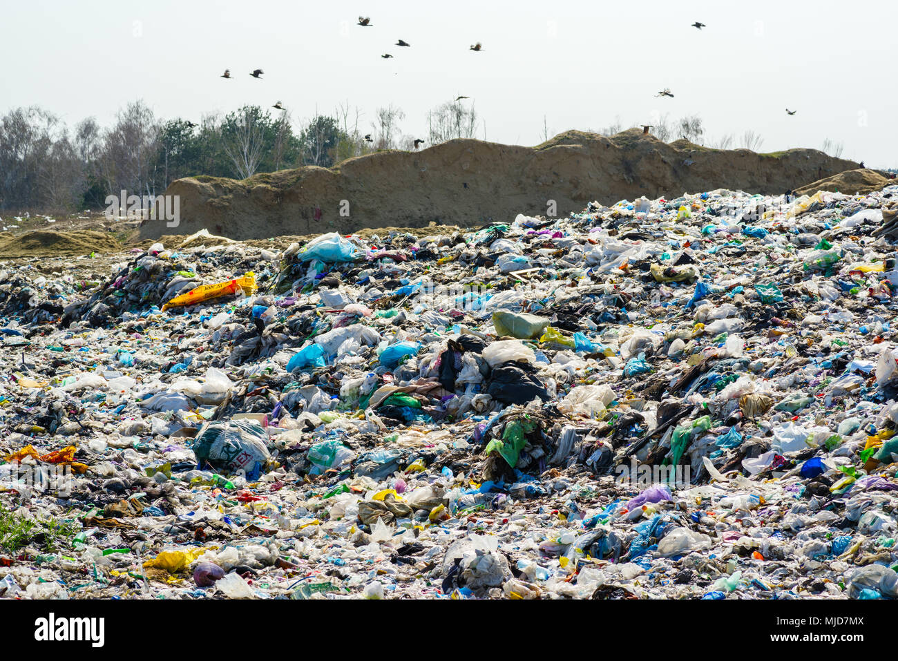 Volare gli uccelli sopra la discarica di rifiuti Foto Stock