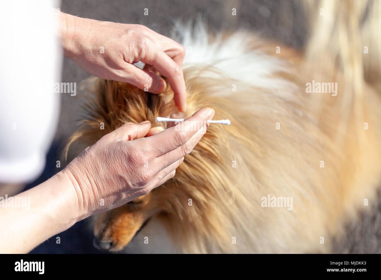 Una persona pulita un orecchio da un shetland sheepdog Foto Stock